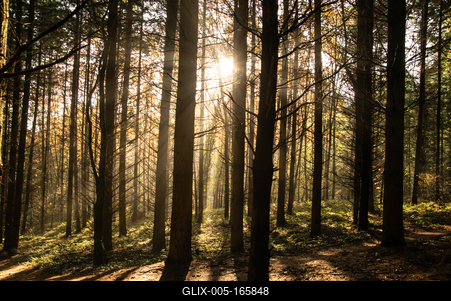 fenyvesben-stock-foto