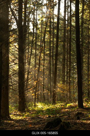fenyvesben-stock-foto
