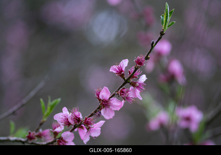 tavaszi virágzás-stock-foto