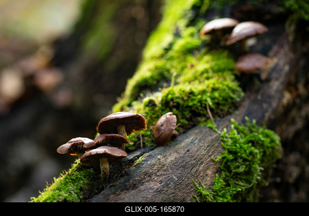 Gombák a fatörzsön-stock-foto
