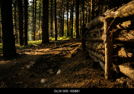 fenyvesben-stock-foto