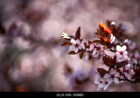 tavaszi virágzás-stock-foto