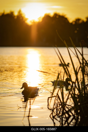 Kacsák a naplementében-stock-foto