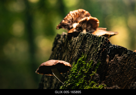 Gombák a fatörzsön-stock-foto