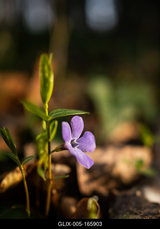 Ébred a természet-stock-foto
