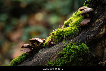 Gombák a fatörzsön-stock-foto
