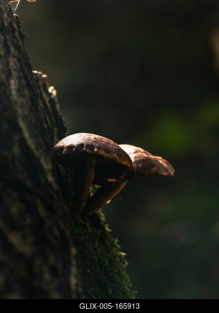 Gombák a fatörzsön-stock-foto