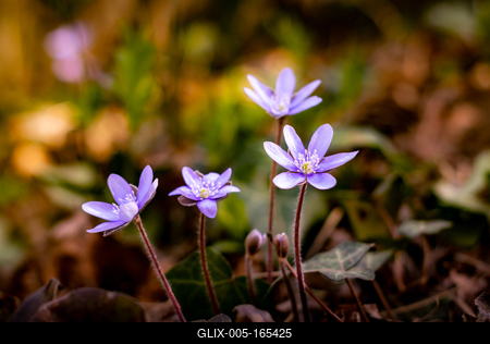Purple flowers from the garden-stock-foto