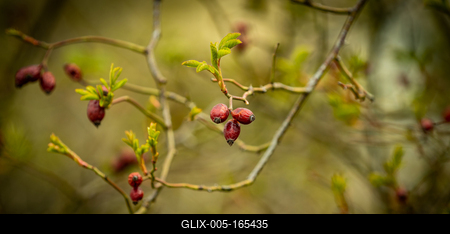 rosehips bush in the garden-stock-foto