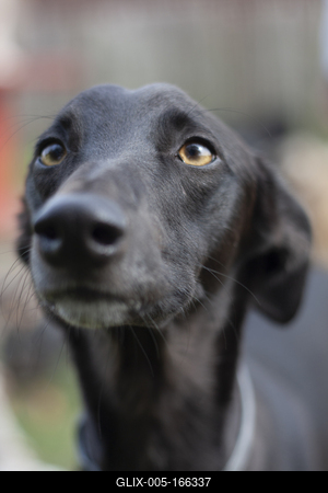Dog portrait-stock-foto