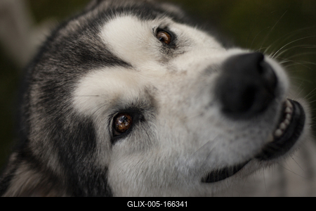 Dog portrait-stock-foto