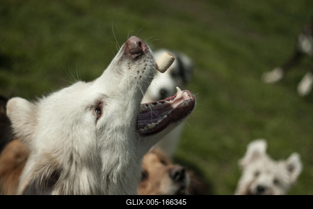 Dog portrait-stock-foto