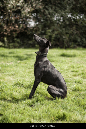 Dog portrait-stock-foto