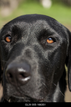 Dog portrait-stock-foto