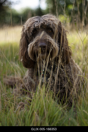 Dog portrait-stock-foto