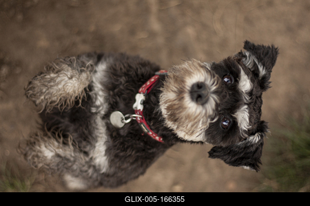 Dog portrait-stock-foto
