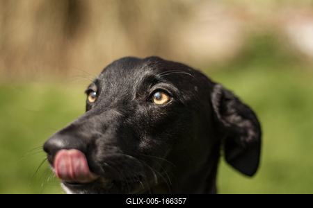 Dog portrait-stock-foto