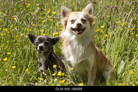 Dog portrait-stock-foto