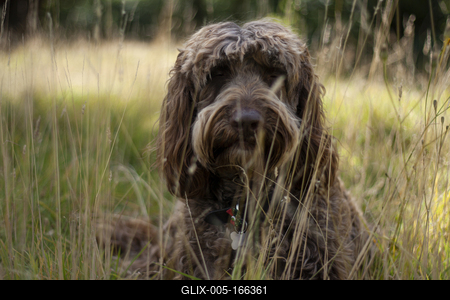 Dog portrait-stock-foto