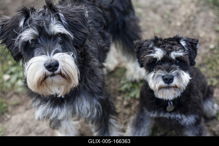 Dog portrait-stock-foto