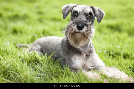 Dog portrait-stock-foto