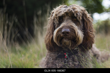 Dog portrait-stock-foto