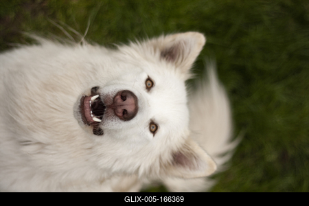 Dog portrait-stock-foto