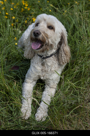 Dog portrait-stock-foto