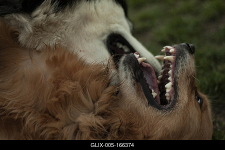 Dog portrait-stock-foto