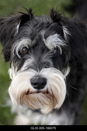 Dog portrait-stock-foto