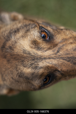 Dog portrait-stock-foto