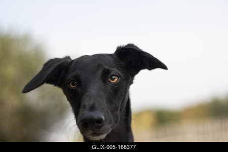Dog portrait-stock-foto