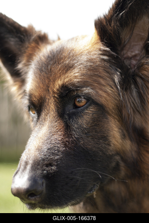 Dog portrait-stock-foto