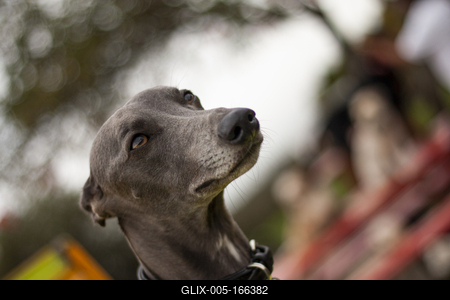 Dog portrait-stock-foto