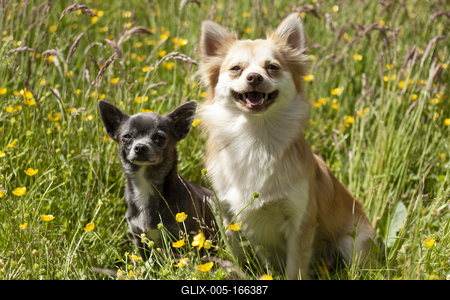 Dog portrait-stock-foto