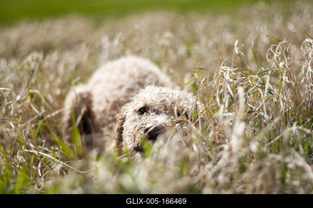 Dog portrait-stock-foto