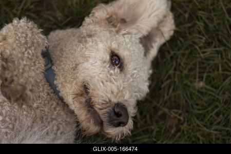Dog portrait-stock-foto