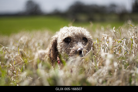 Dog portrait-stock-foto