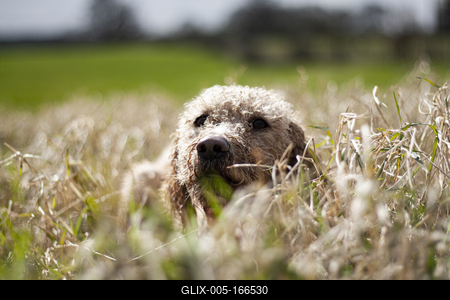 Dog portrait-stock-foto