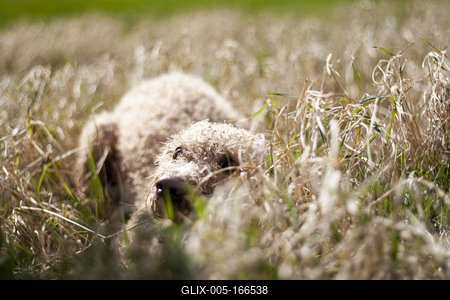 Dog portrait-stock-foto