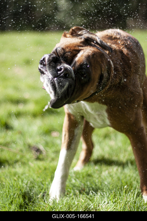 Dog portrait-stock-foto