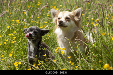 Dog portrait-stock-foto