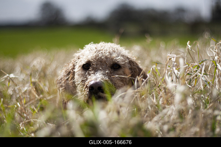 Dog portrait-stock-foto
