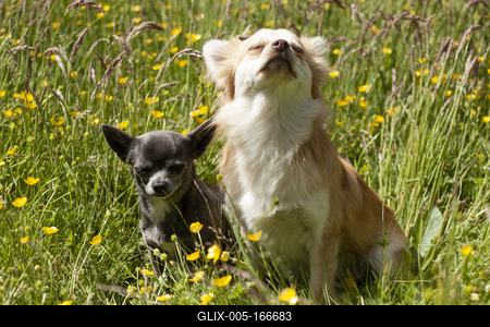 Dog portrait-stock-foto