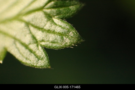 Green leaf in macro-stock-foto