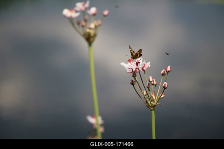 Butterfly on white and pink flowers.-stock-foto