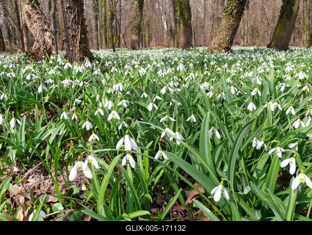 Hóvirágmező (Galanthus nivalis) tavasszal az Alcsúti Arborétumban.-stock-foto