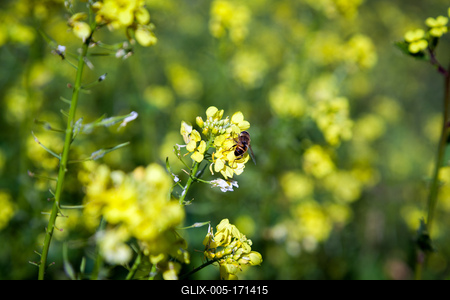 Méhecske a repceföldön-stock-foto