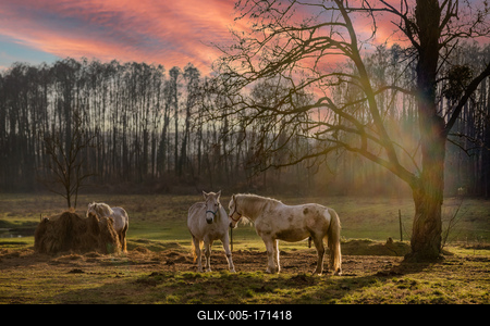 Lovak a téli naplementében-stock-foto