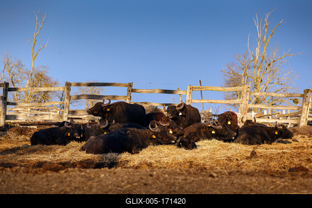 Pihenő bivalyok-stock-foto